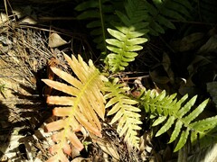 Neoblechnum brasiliense