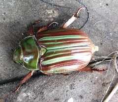 Chrysina adelaida