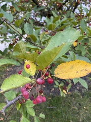Amelanchier arborea