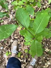 Eriophyes cerasicrumena