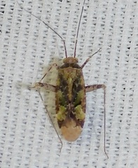 Phytocoris eximius