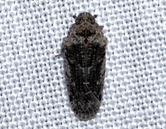 Catonia nava