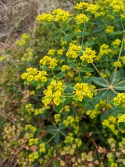 Euphorbia peplus