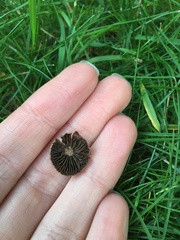 Panaeolus cinctulus
