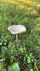 Volvopluteus gloiocephalus