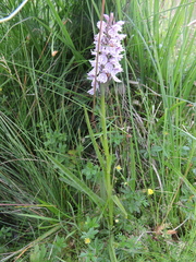 Dactylorhiza fuchsii