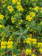Euphorbia peplus