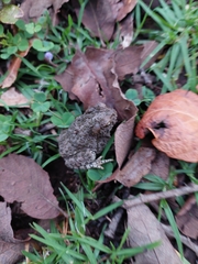 Incilius occidentalis