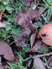 Incilius occidentalis