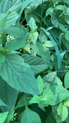 Achyranthes japonica