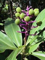 Dichorisandra procera