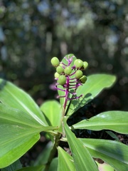 Dichorisandra procera