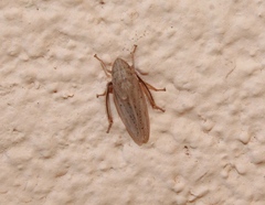 Prairiana