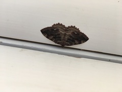 Triphosa haesitata