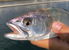 Atractoscion nobilis