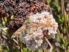 Poecilanthrax arethusa