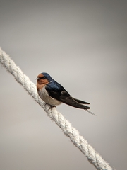 Hirundo neoxena