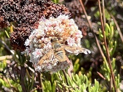 Poecilanthrax arethusa