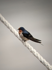 Hirundo neoxena