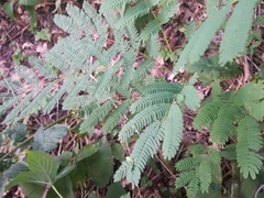 Albizia julibrissin
