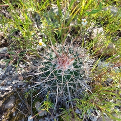 Mammillaria