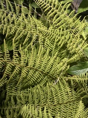 Thelypteris palustris