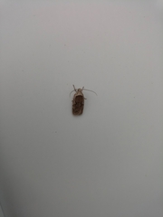 Agonopterix curvilineella