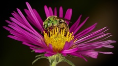 Agapostemon virescens