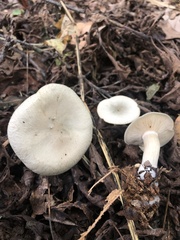 Clitocybe odora