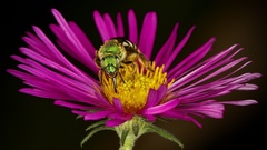 Agapostemon virescens