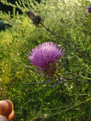 Cirsium