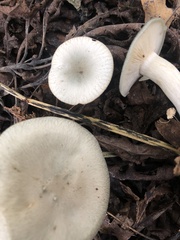 Clitocybe odora