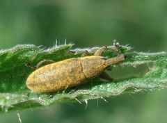 Lixus bardanae