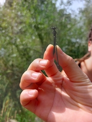 Calopteryx haemorrhoidalis