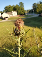 Cirsium