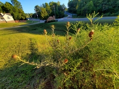 Cirsium
