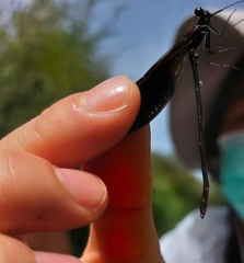 Calopteryx haemorrhoidalis