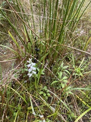 Spiranthes casei