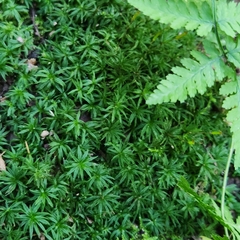 Atrichum undulatum