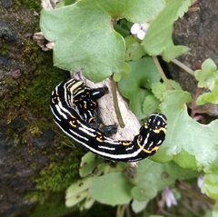 Acronyctodes mexicanaria