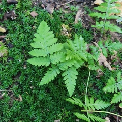 Atrichum undulatum