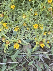 Dyssodia papposa