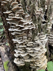 Cerrena unicolor