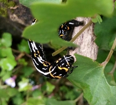 Acronyctodes mexicanaria