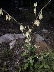 Nabalus trifoliolatus