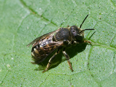 Dianthidium