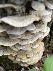 Cerrena unicolor