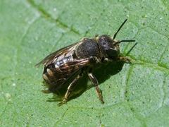 Dianthidium