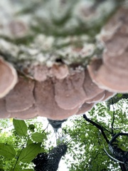 Cerrena unicolor