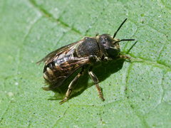 Dianthidium